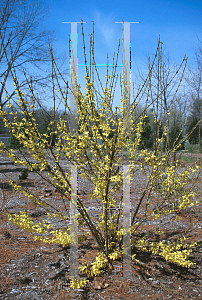 Picture of Forsythia x 'Courtalyn (Week End)'