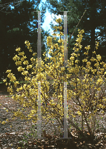 Picture of Forsythia x 'Dyeslius Vorfahling'