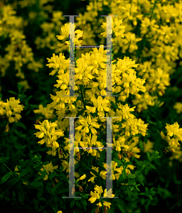 Picture of Genista tinctoria 'Royal Gold'