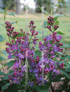 Picture of Syringa x hyacinthiflora 'Pocahontas'