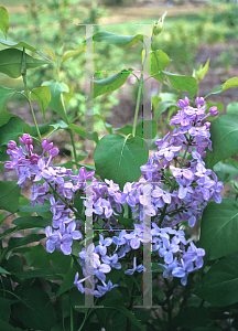 Picture of Syringa x hyacinthiflora 'Asessippi'