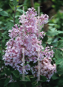 Picture of Syringa x 'Josee'