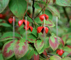 Picture of Euonymus sachalinensis 