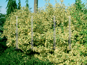 Picture of Elaeagnus x ebbingei 'Gilt Edge'