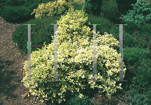 Picture of Euonymus fortunei 'Sunshine'