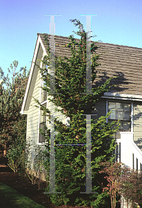 Picture of Chamaecyparis obtusa 'Gracilis'