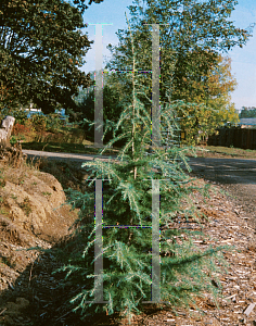 Picture of Cedrus deodara 'Kashmir'