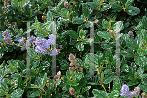 Picture of Ceanothus gloriosus 