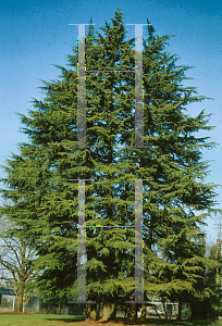 Picture of Cedrus deodara 'Kashmir'