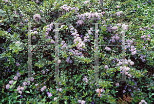 Picture of Ceanothus gloriosus 