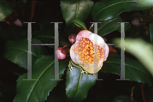 Picture of Camellia sinensis 