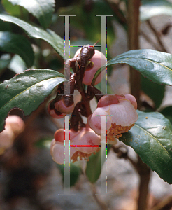 Picture of Camellia sinensis 