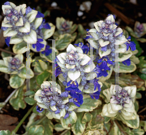 Picture of Ajuga reptans 'Silver Beauty'