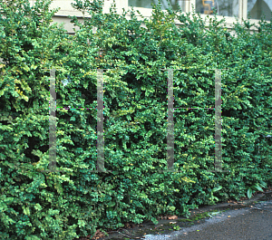 Picture of Buxus sempervirens 