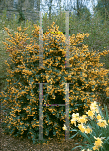 Picture of Berberis darwinii 