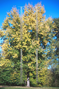 Picture of Acer saccharinum 'Pyramidale'