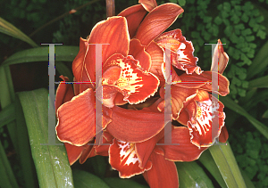 Picture of Cymbidium x 