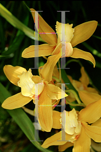 Picture of Cymbidium x 