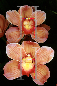 Picture of Cymbidium x 