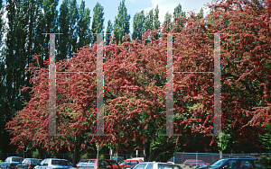 Picture of Crataegus laevigata 'Paul's Scarlet'