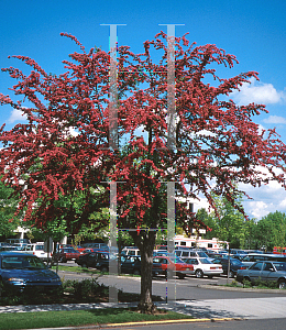 Picture of Crataegus laevigata 'Paul's Scarlet'