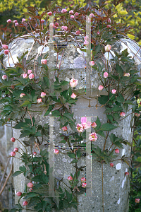 Picture of Clematis montana var. rubens 