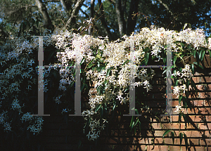 Picture of Clematis armandii 