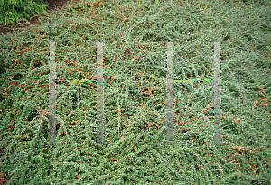 Picture of Cotoneaster dammeri 'Skogholm'