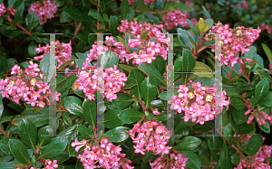 Picture of Escallonia x exoniensis 'Frades'
