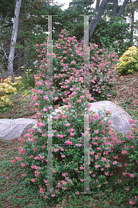 Picture of Escallonia x exoniensis 'Frades'