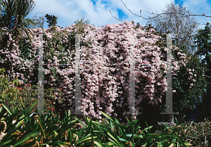 Picture of Clematis montana var. rubens 