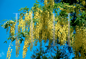 Picture of Laburnum x watereri 'Vossii'