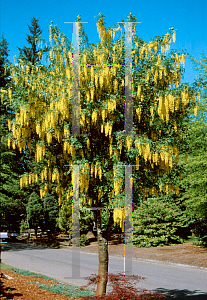 Picture of Laburnum x watereri 'Vossii'