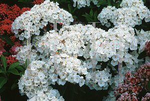 Picture of Kalmia latifolia 'Alba'