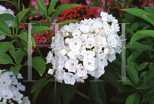 Picture of Kalmia latifolia 'Alba'