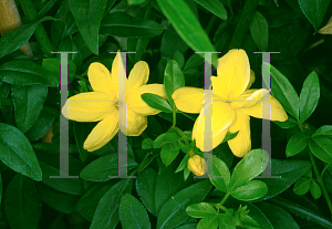 Picture of Jasminum mesnyi 