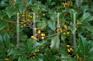 Picture of Ilex opaca 'Canary'