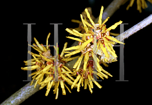 Picture of Hamamelis mollis 'Brevipetala'