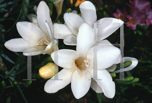 Picture of Freesia x hybrida 