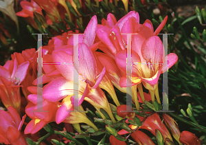 Picture of Freesia x hybrida 