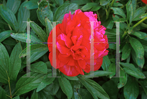 Picture of Paeonia lactiflora 