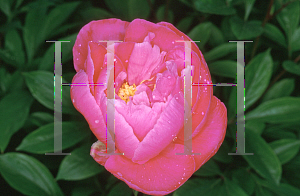 Picture of Paeonia lactiflora 