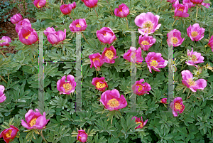 Picture of Paeonia officinalis ssp. humilis 