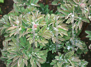 Picture of Paeonia delavayi 