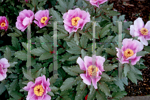 Picture of Paeonia cambessedesii 