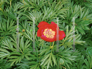 Picture of Paeonia anomala var. intermedia 