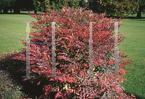 Picture of Nandina domestica 'Nana Purpurea'