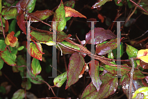 Picture of Lonicera japonica 'Purpurea'