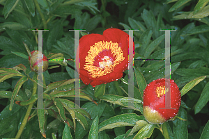 Picture of Paeonia officinalis 