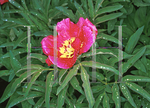 Picture of Paeonia peregrina 